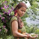 Poivre de Timut, Népal 40g