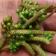 Voatsiperifery svart peppar från Madagascar 50g